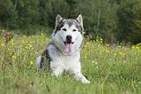 ALASKAN MALAMUTE 433